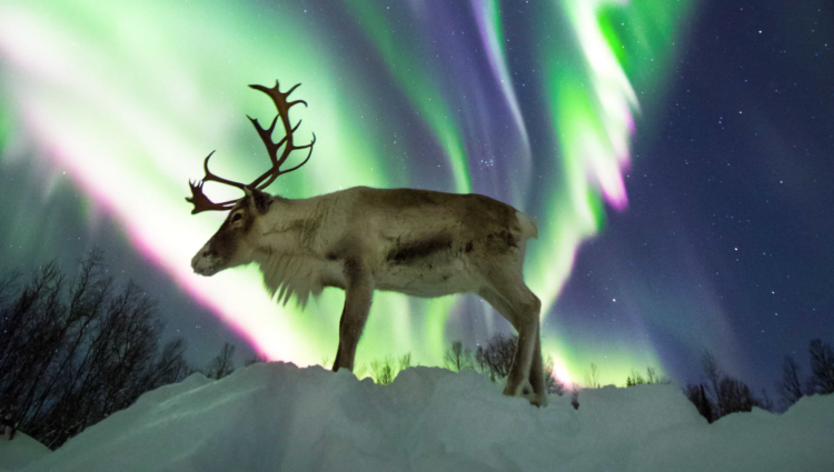 Combining Lights and Wildlife Sightings - March and April - Aurora Borealis